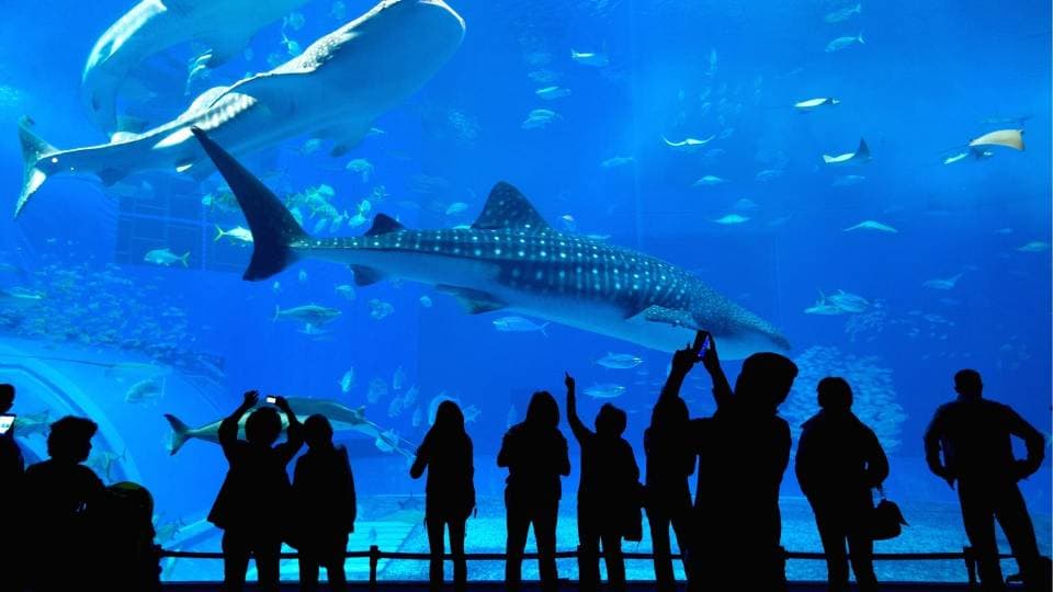 The charm of aquariums, here are the 5 most beautiful in Italy